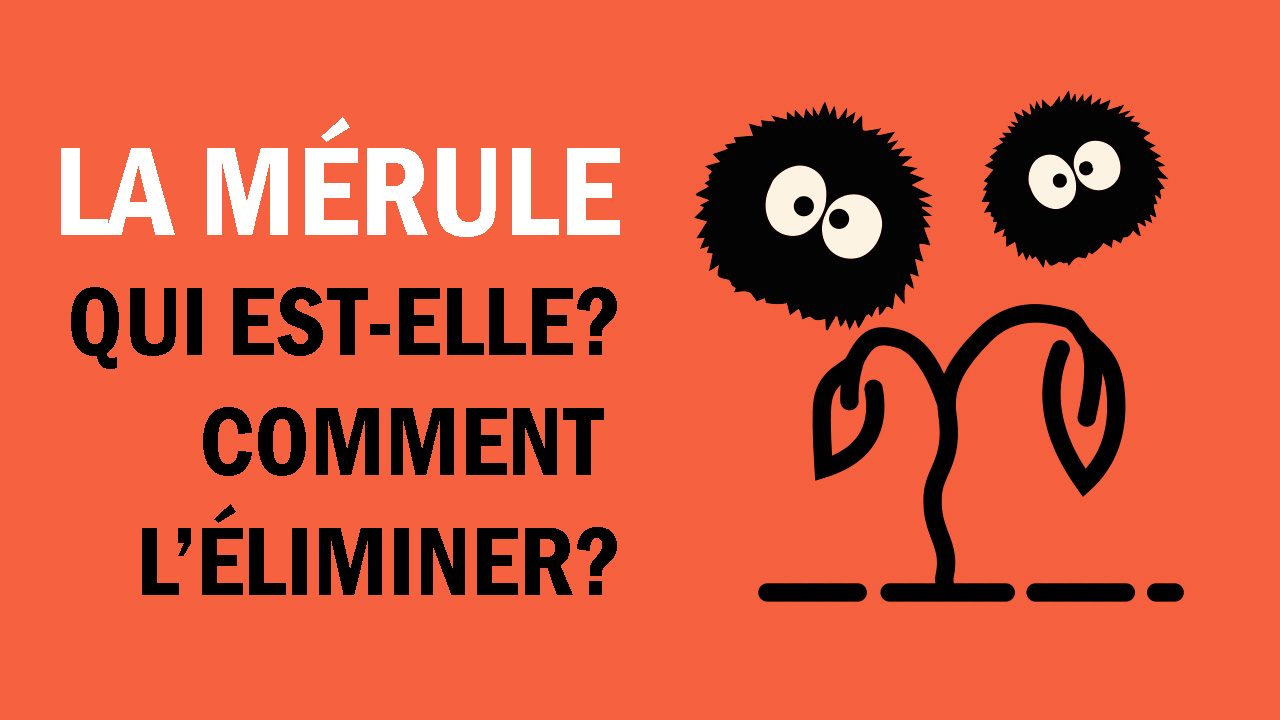Dommages fongiques de la mérule pleureuse montrant la détérioration caractéristique du bois et l'impact structural