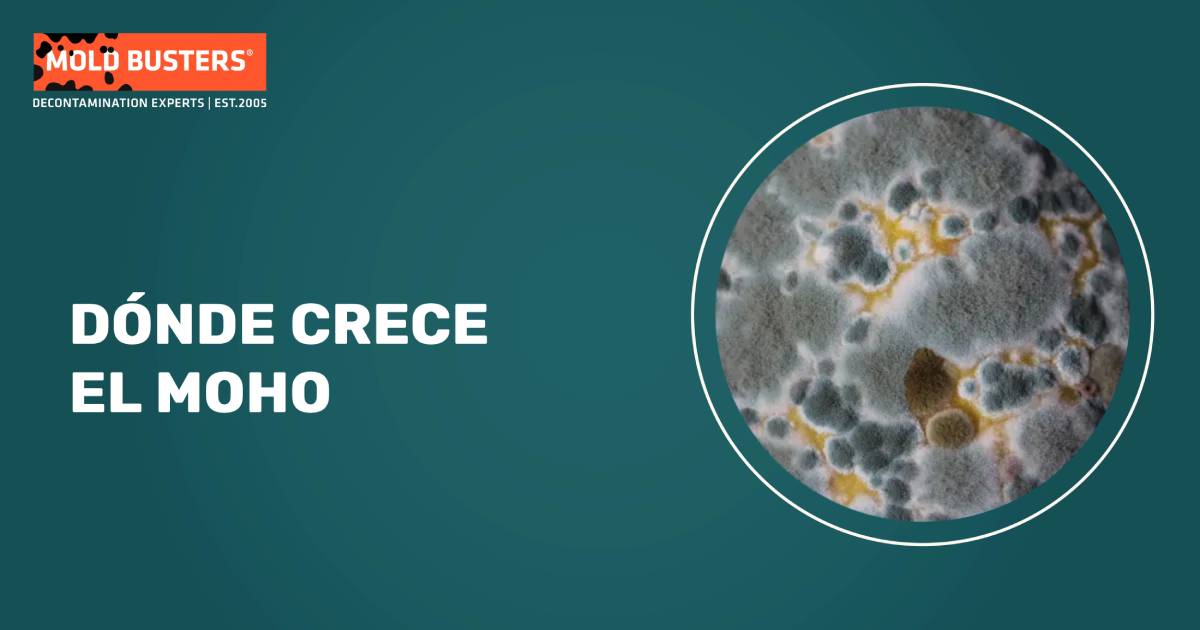 dónde buscar moho
