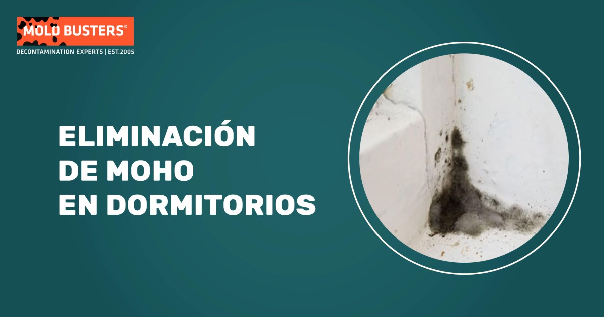 Servicio profesional de eliminación de moho en dormitorios Ottawa Montreal